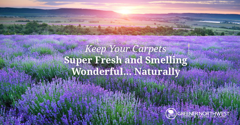 The Complete Carpet Care Guide: Keeping Your Carpets Super-Fresh and Smelling Wonderful