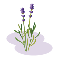 lavender essential oil